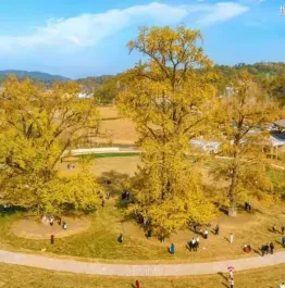 千年银杏谷好似金色的童话世界