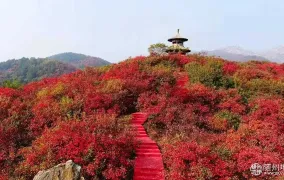 随县桐柏山红叶漫山秋色迷人