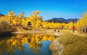 随州绝美秋色已上线