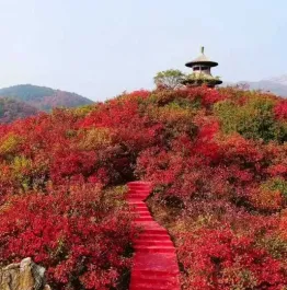 随县桐柏山红叶漫山秋色迷人